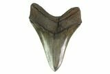 Serrated, Fossil Megalodon Tooth - Georgia #135912-1